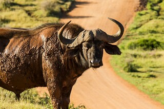 指数函数及其图像与性质说课（指数函数的图像与性质说课）