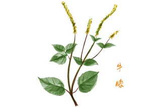 《难报三春晖》教学反思_难报三春晖是什么歌