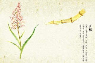 美丽的菊花作文（美丽的菊花作文三年级）