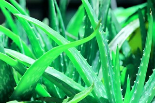 家乡的一处景物的作文_家乡的一处景物写一篇作文