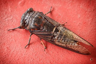 菊花作文400字_菊花的作文400