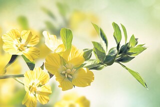 仿写《我爱这土地》诗歌_仿写《我爱这土地》诗歌作文