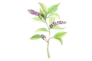 晚安心语（晚安心语每日一语正能量）