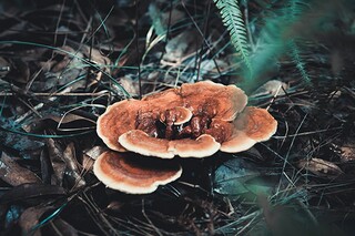 函授幼师自我鉴定（幼儿园教师函授自我鉴定）