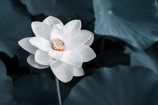 八年级上册语文教学计划（八年级上册语文教学计划及进度表最新版2025）