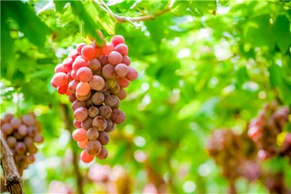 可贵的亲情1000字-亲情作文