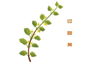 最新泼水节的诗句（泼水节的名言名句）