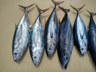 黄河的谚语（黄河的谚语及意思有哪些）